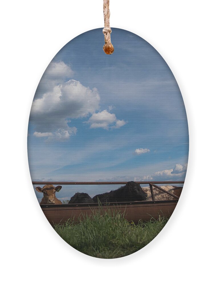 Cow Ornament featuring the photograph Cows on the Farm by Holden The Moment