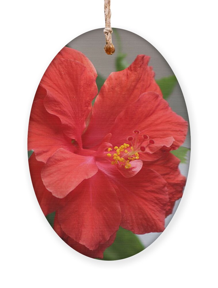 Crimson Red Hibiscus Flower Ornament featuring the photograph Crimson Red Hibiscus in Desert Sun by Colleen Cornelius