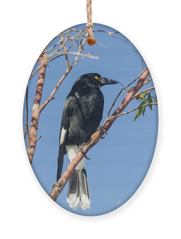 Bird Ornament featuring the photograph Currawong by Werner Padarin