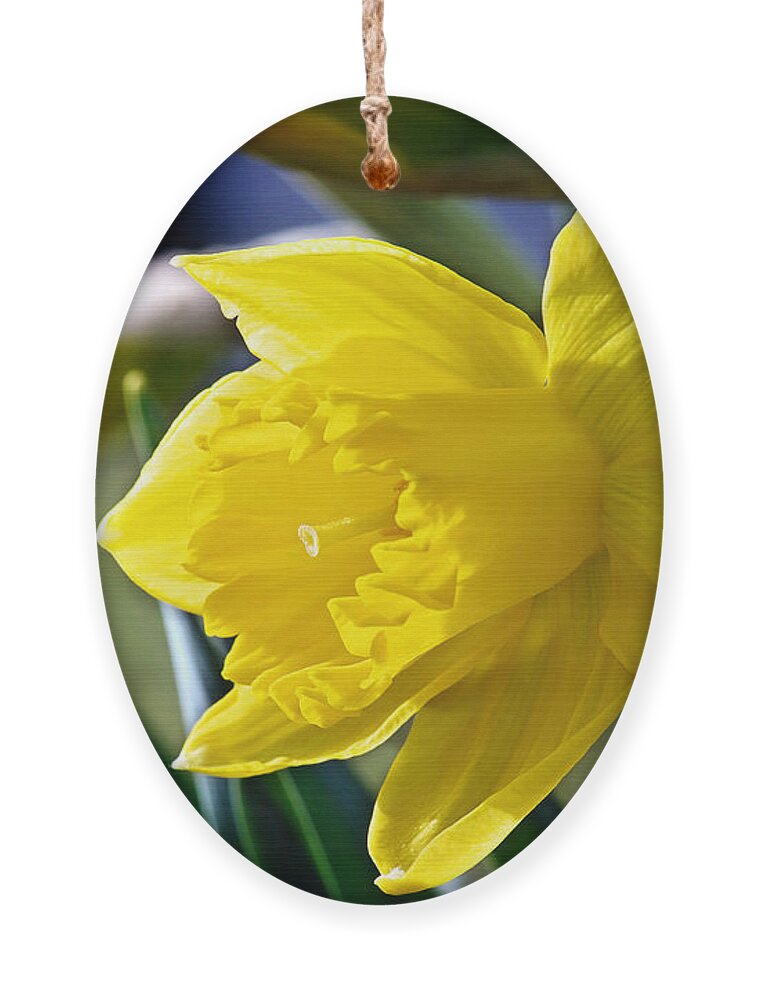 Daffodil Flower Ornament featuring the photograph Daffodil Flower Photo by Gwen Gibson
