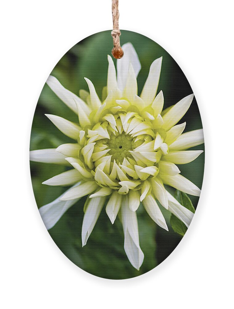 Dahlia Cactus Tall White Ornament featuring the photograph Dahlia Cactus Tall White by Torbjorn Swenelius