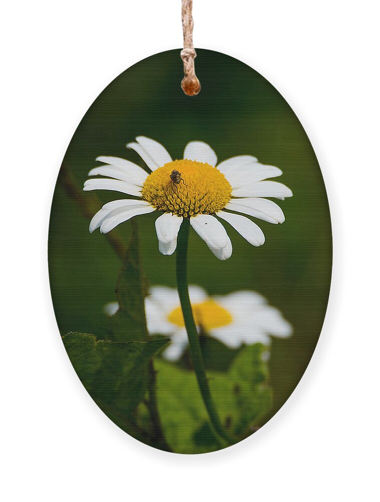 Daisy Ornament featuring the photograph Daisy by Holden The Moment
