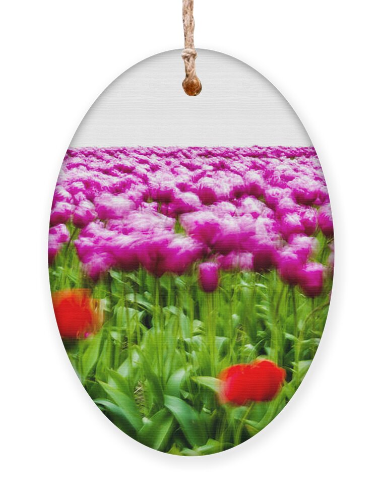 Elegant Ornament featuring the photograph Dancing Tulips by Pelo Blanco Photo