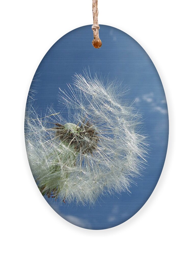 Dandelion Ornament featuring the photograph Dandelion and blue sky by Matthias Hauser