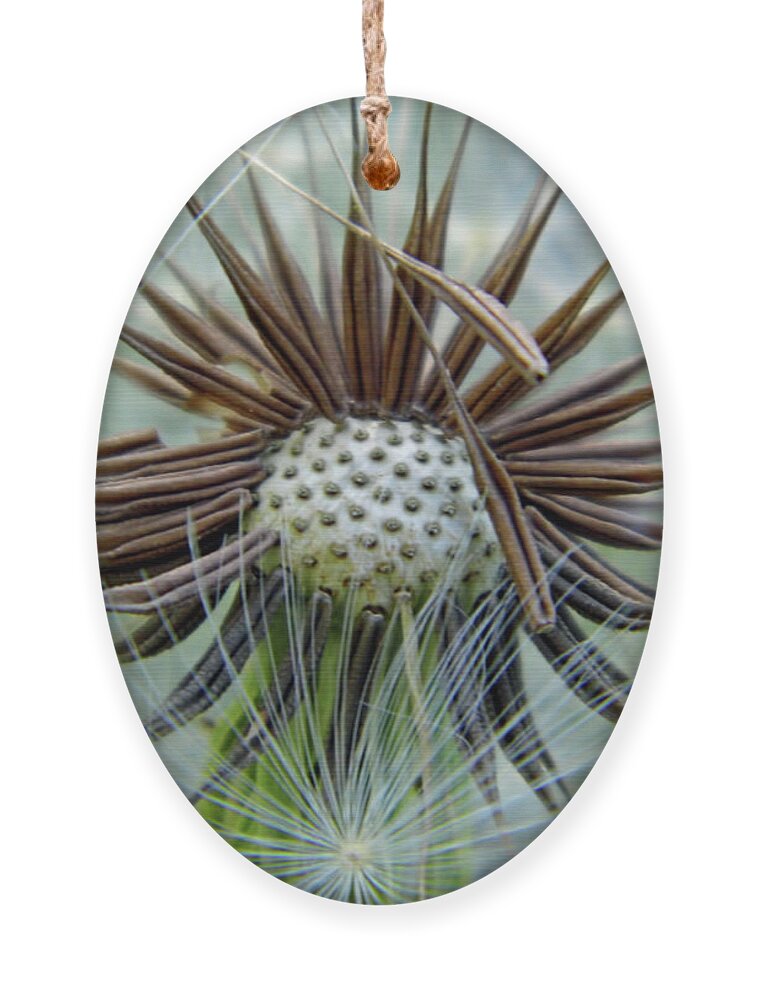 Dandelion Ornament featuring the photograph Dandelion Seeds by D Hackett