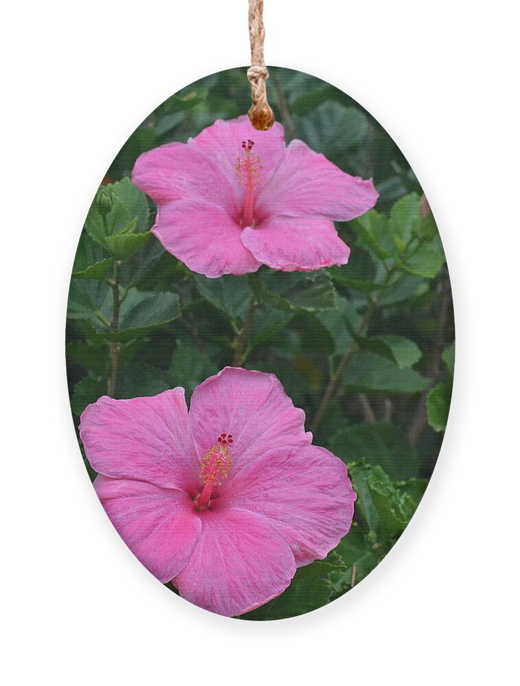 Flower Ornament featuring the photograph Dark Pink Hibiscus Duo by Amy Fose