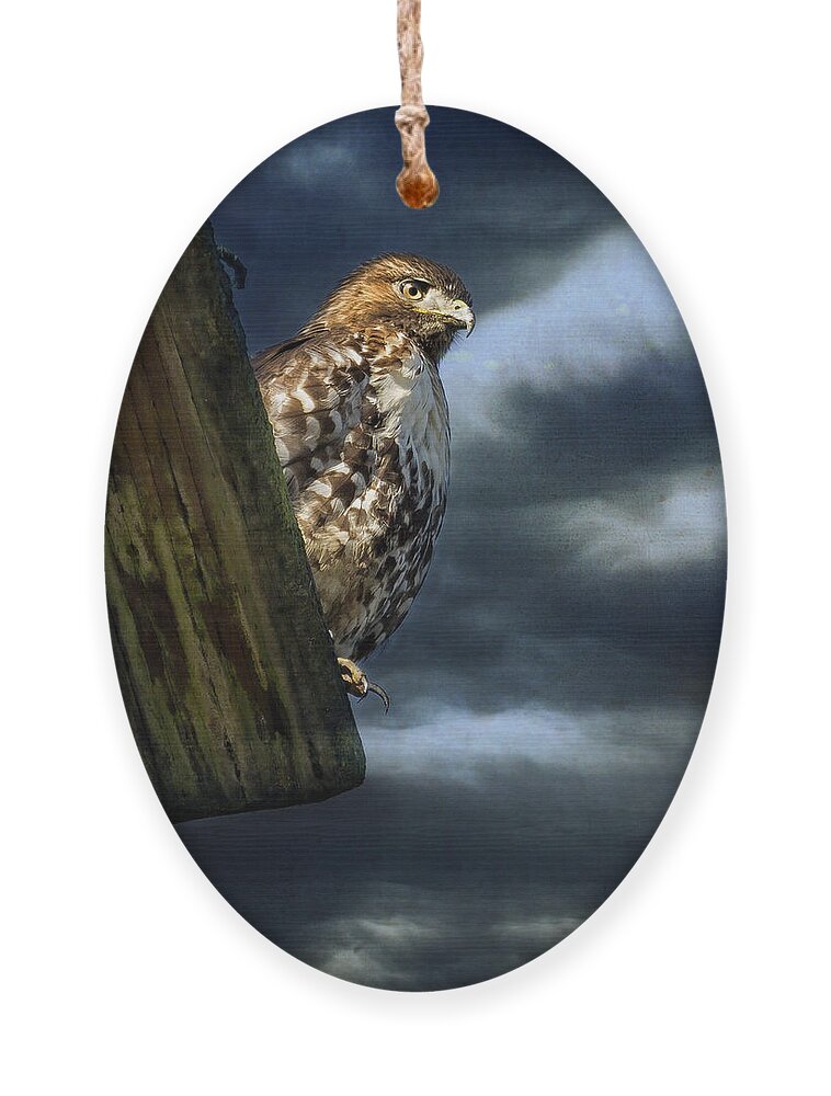 Buteo Ornament featuring the photograph Defiance by Belinda Greb