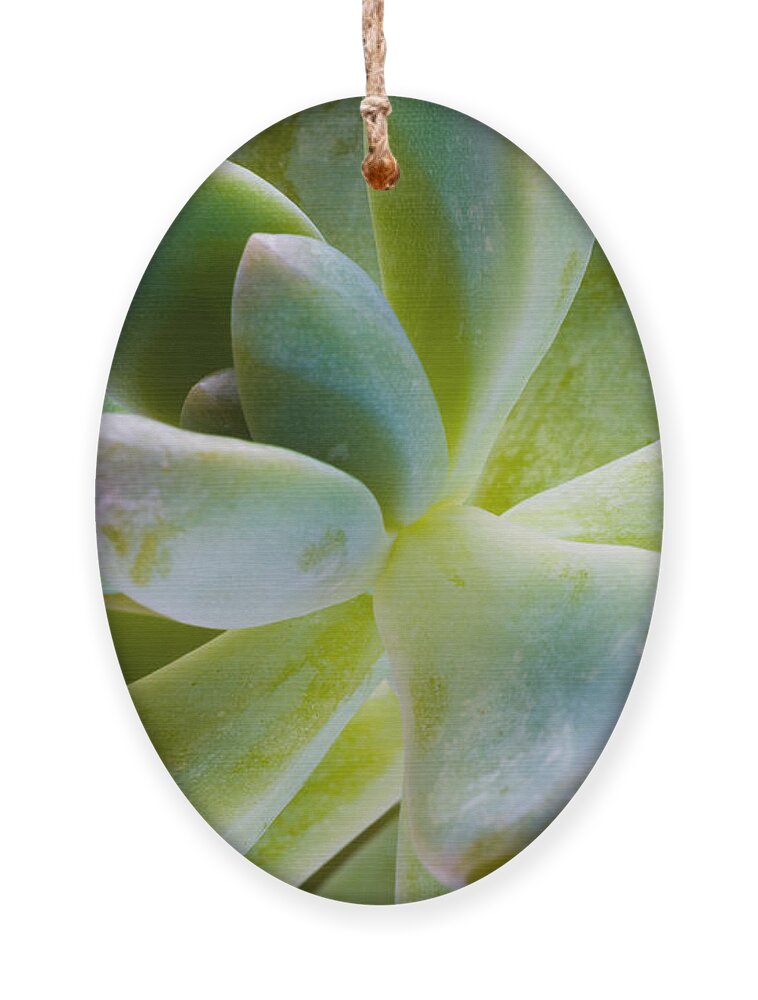 Beautiful Ornament featuring the photograph Blue Pearl Plant by Raul Rodriguez