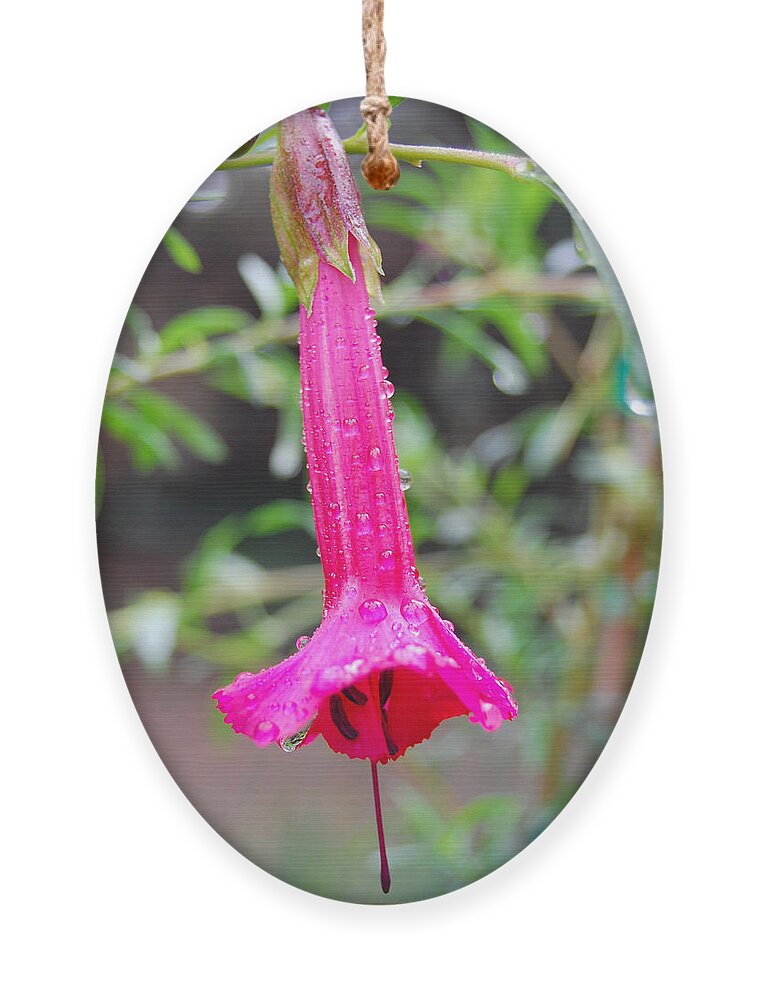 Flower Ornament featuring the photograph Dewy Red Bloom by Amy Fose