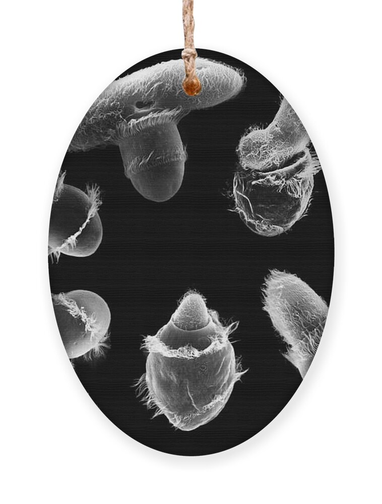Organism Ornament featuring the photograph Didinium Attacking Paramecium composite SEM by Greg Antipa