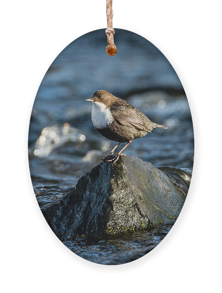 Dipper On The Rock Ornament featuring the photograph Dipper on the rock by Torbjorn Swenelius
