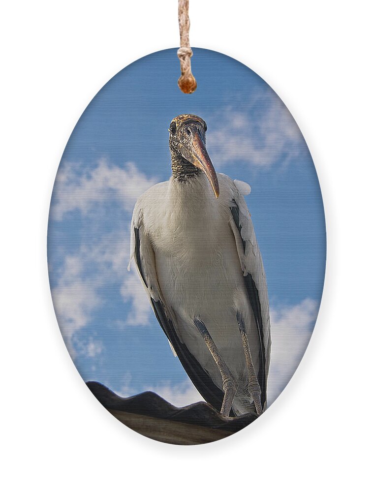 Stork Ornament featuring the photograph Do I Know You by Christopher Holmes