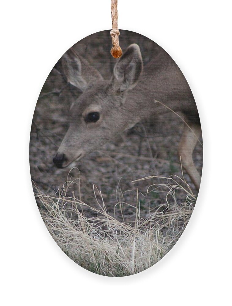 Deer Ornament featuring the photograph Doe Carefully Grazing in Tombstone by Colleen Cornelius
