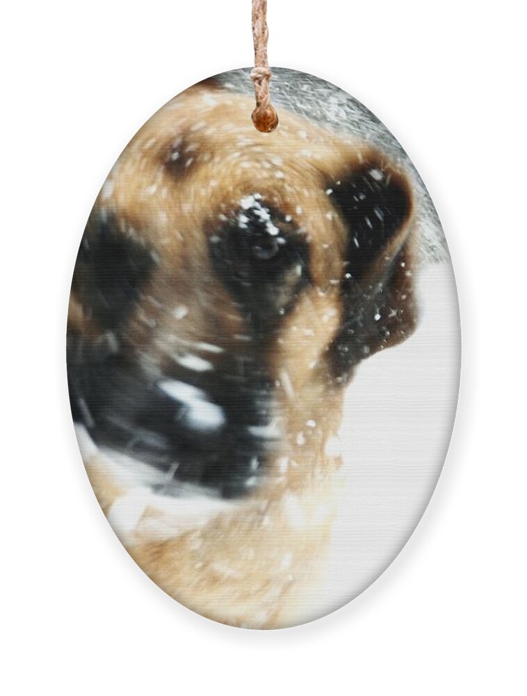 Animals Ornament featuring the photograph Dog Blizzard - German Shepherd by Angie Tirado