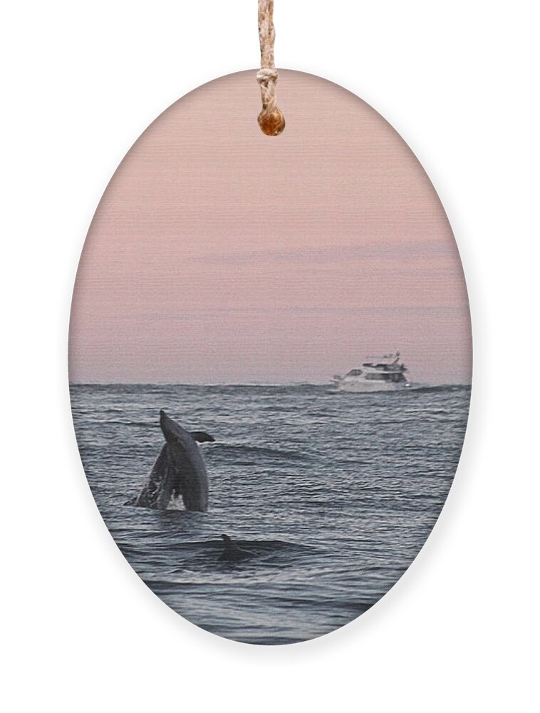 Animals Ornament featuring the photograph Dolphins at Play by Robert Banach