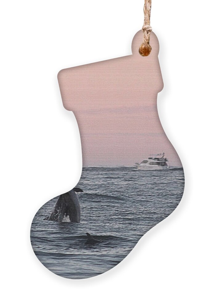 Animals Ornament featuring the photograph Dolphins at Play by Robert Banach