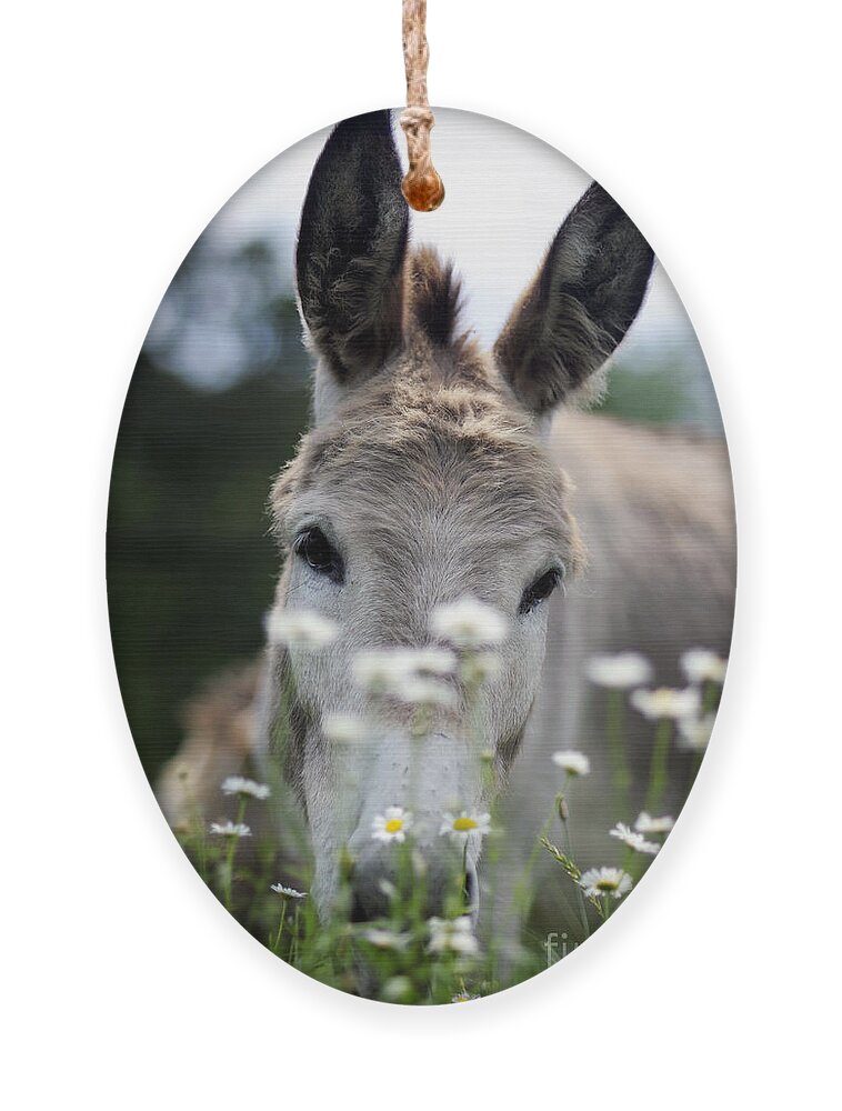 Donkeys Ornament featuring the photograph Donkey #1822 by Carien Schippers