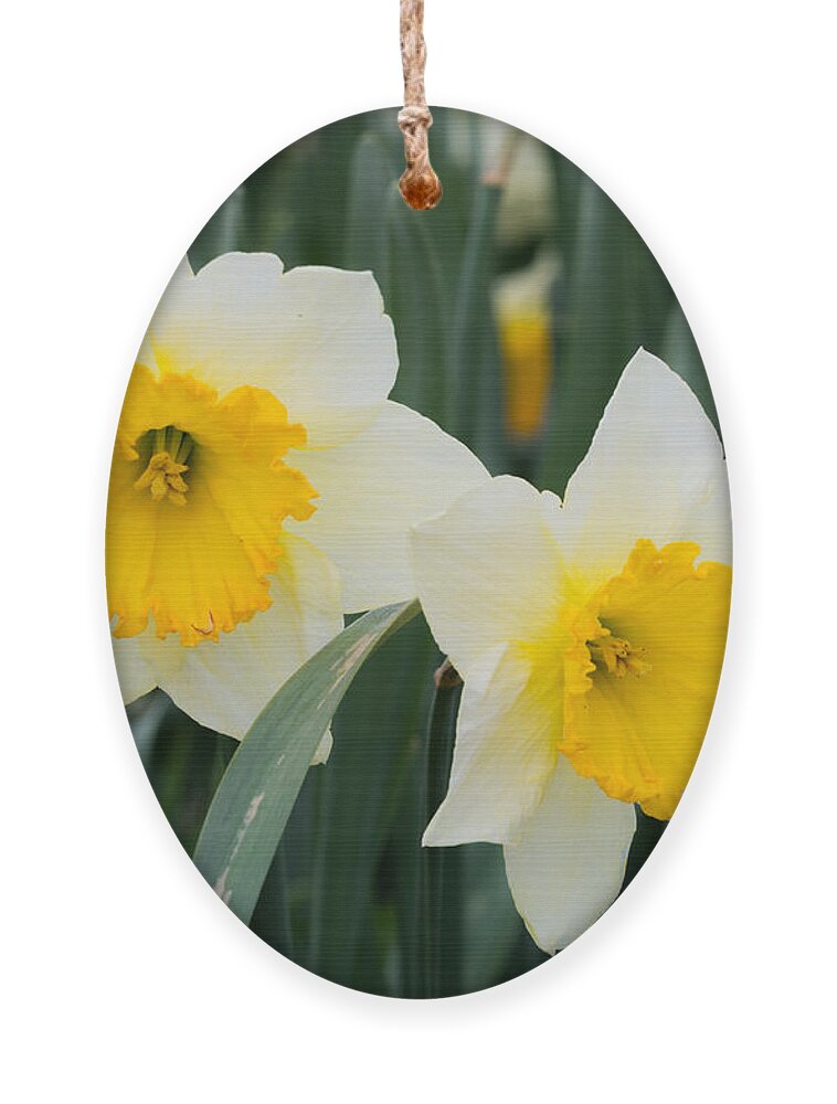 Daffodils Ornament featuring the photograph Double Daffodils by Holden The Moment
