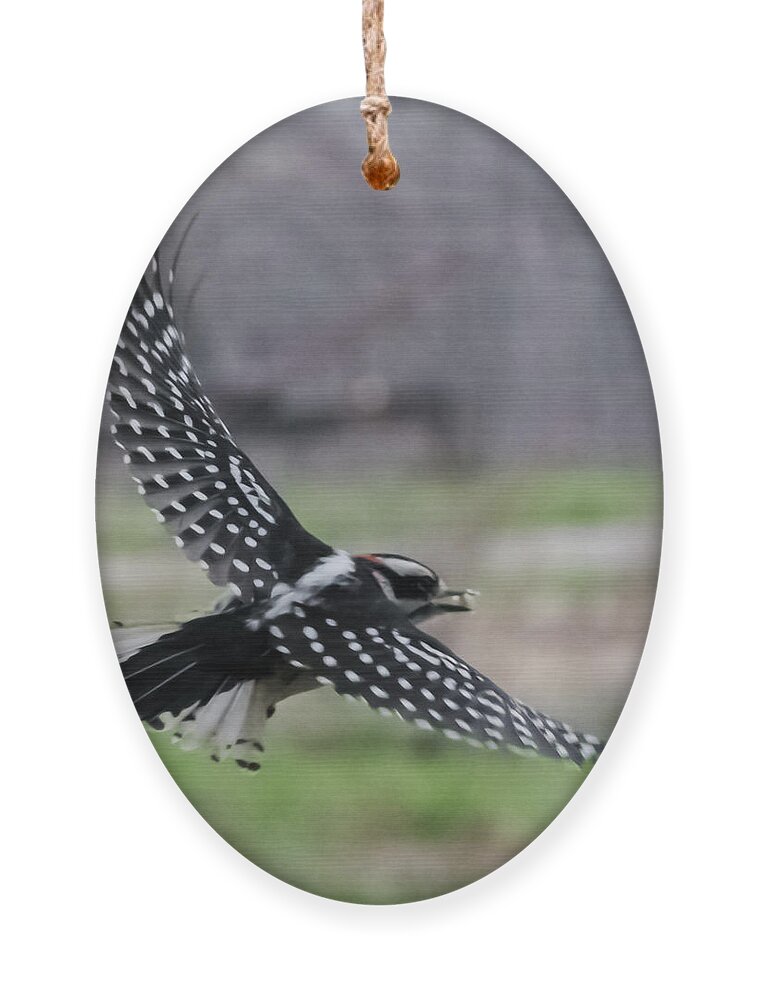 Jan Ornament featuring the photograph Downy Woodpecker in Flight by Holden The Moment