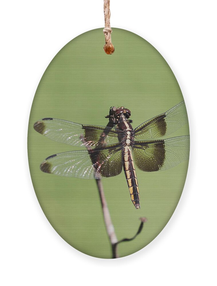 Dragonfly. Dragon Fly Ornament featuring the photograph Dragonfly by John Moyer