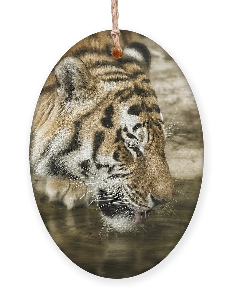 Tiger Ornament featuring the photograph Drinking Tiger by Chris Boulton