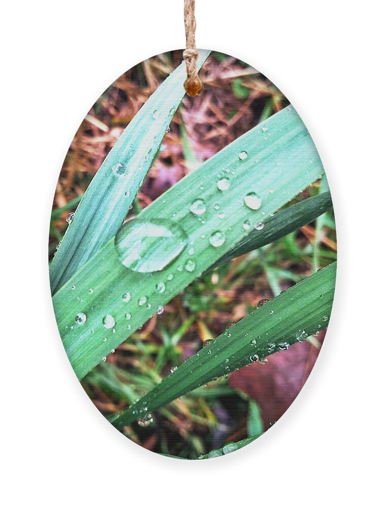 Water Ornament featuring the photograph Droplets by Robert Knight