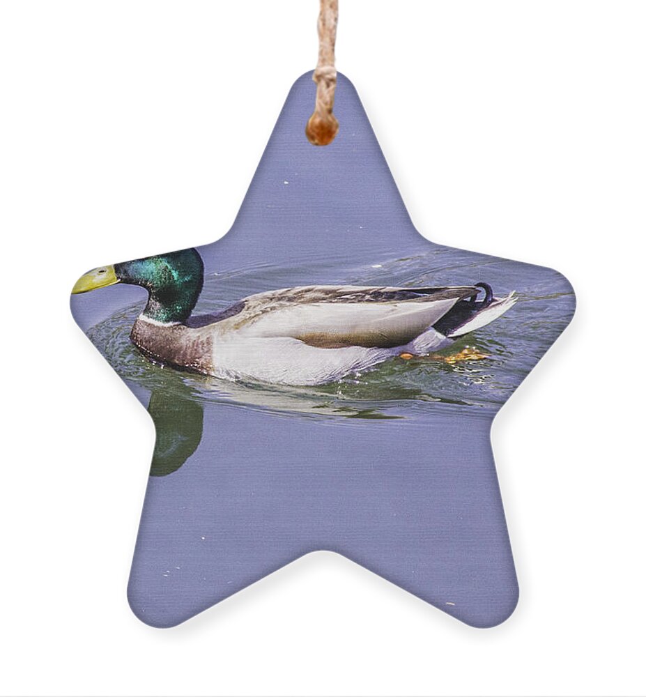 Duck Ornament featuring the photograph Duck on the Move by Allen Nice-Webb