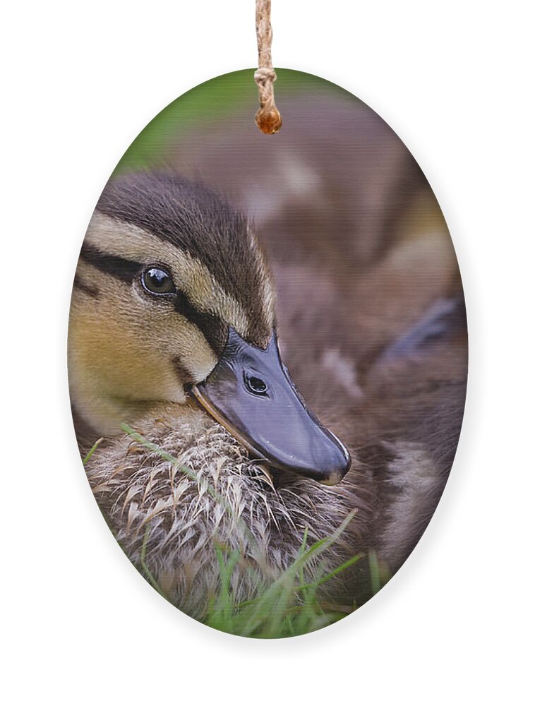 Ducklings Ornament featuring the photograph Ducklings Cuddling by Susan Candelario