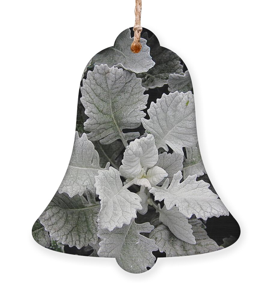 Plant Ornament featuring the photograph Dusty Miller by Allen Nice-Webb