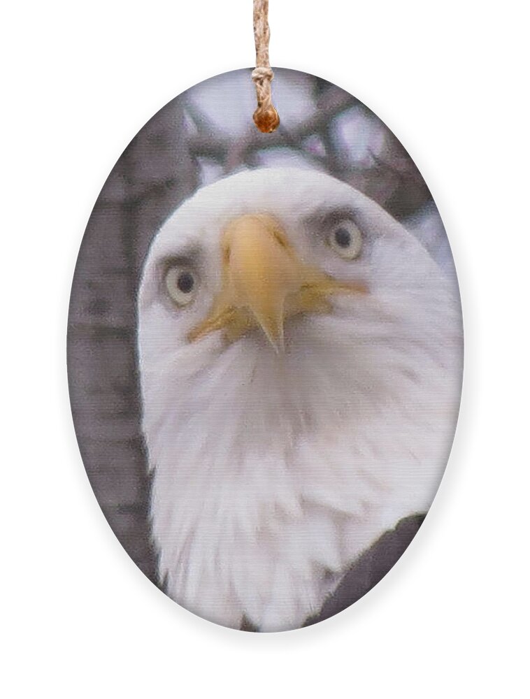 Photograph Ornament featuring the photograph Eagle Eyes by Mary Mikawoz