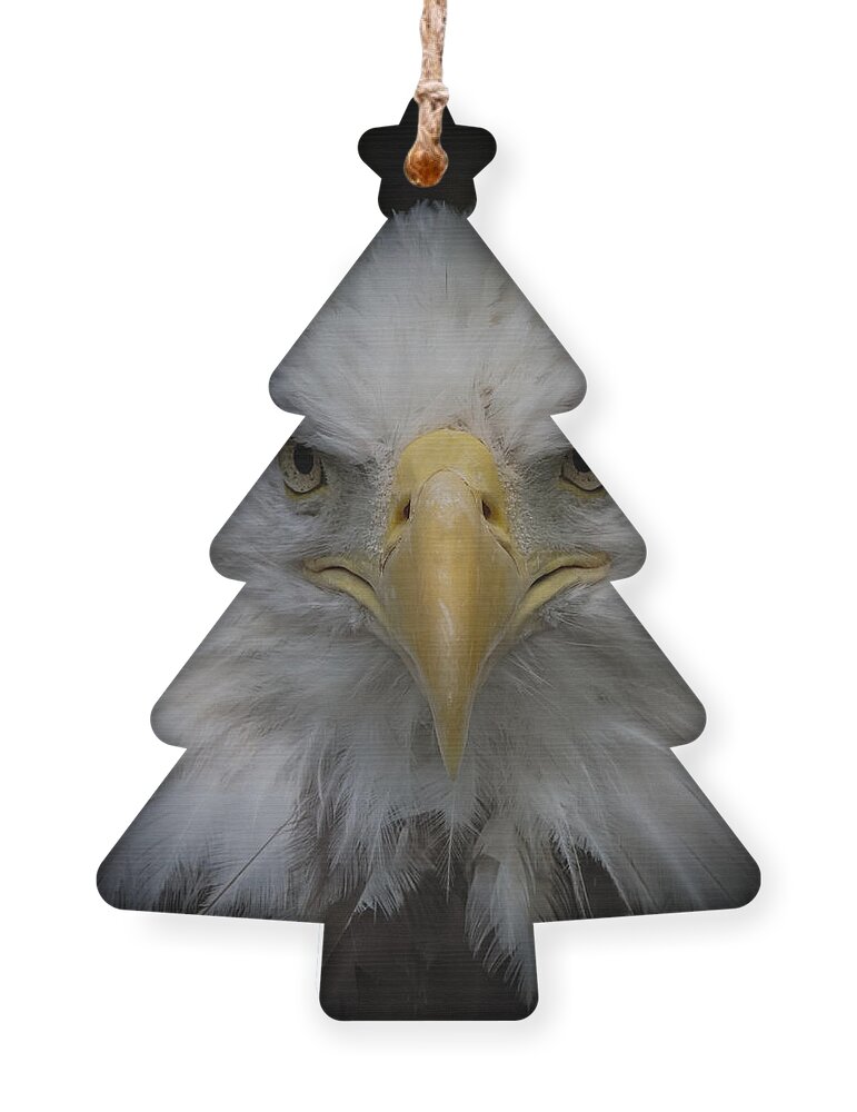 Bald Eagle Ornament featuring the photograph Eagle Stare by Ernest Echols