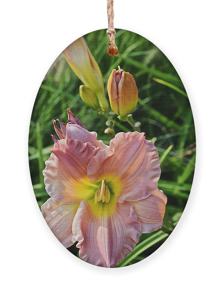 Daylily Ornament featuring the photograph Early August Single Daylily by Janis Senungetuk