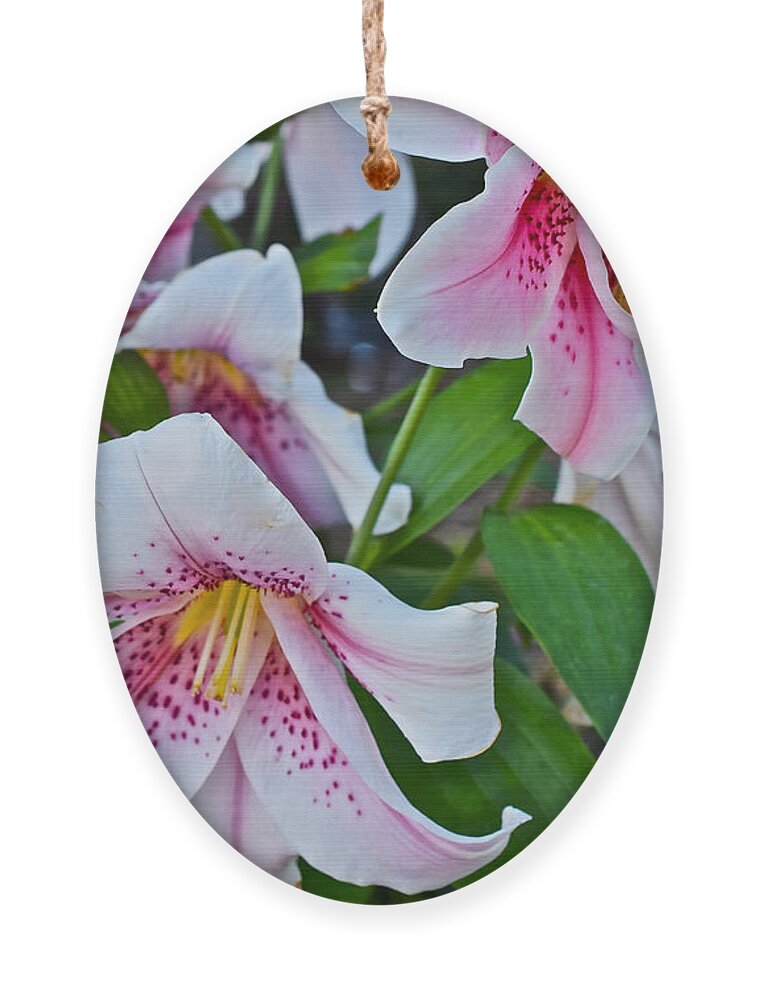Lilies Ornament featuring the photograph Early August Tumble of Lilies by Janis Senungetuk