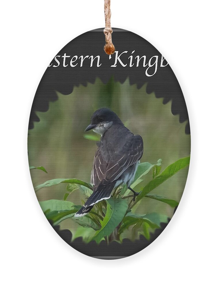 Eastern Kingbird Ornament featuring the photograph Eastern Kingbird by Holden The Moment