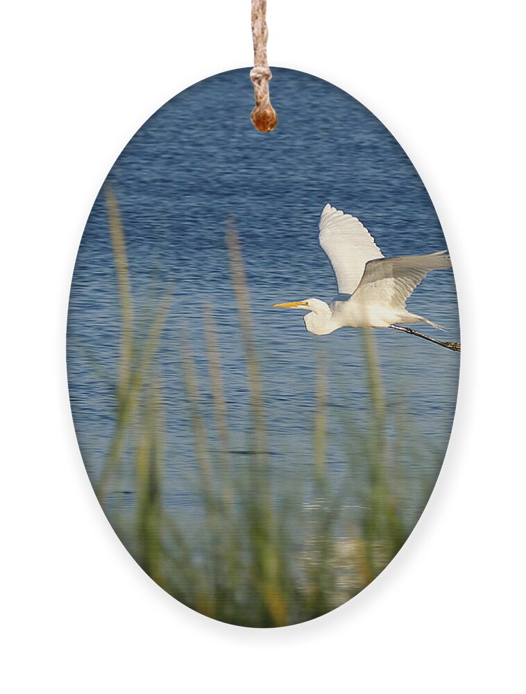 Richard Reeve Ornament featuring the photograph Egret in Flight by Richard Reeve