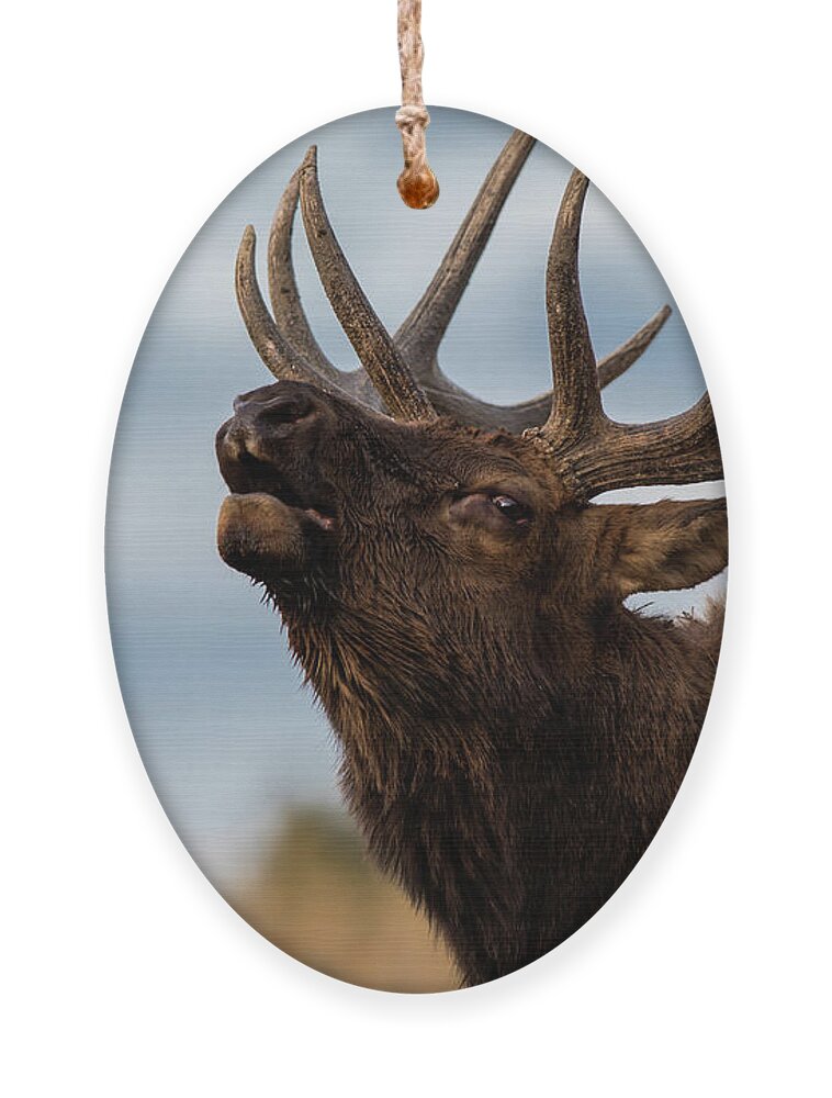 200-400mm 5dsr Ornament featuring the photograph ELK's SCREEM by Edgars Erglis