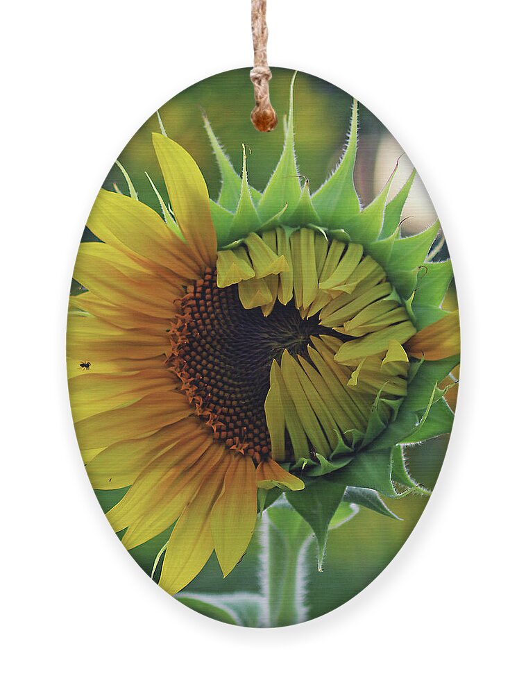 Common Sunflower Ornament featuring the photograph Emerging Sunflower by Jennifer Robin