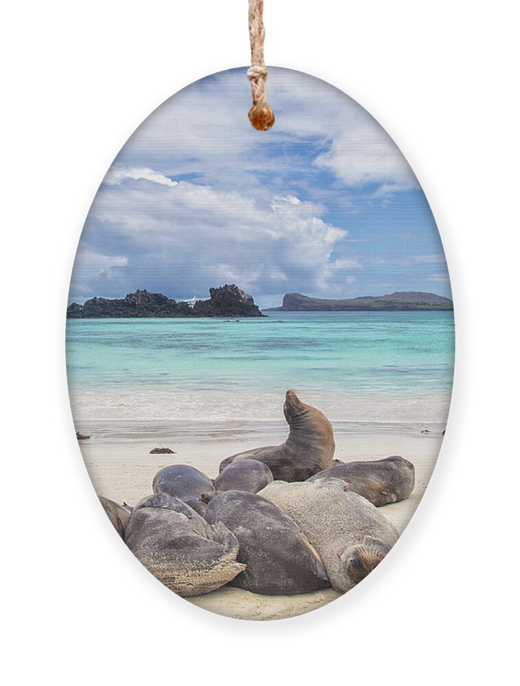 Galapagos Ornament featuring the photograph Espaniola by Becqi Sherman