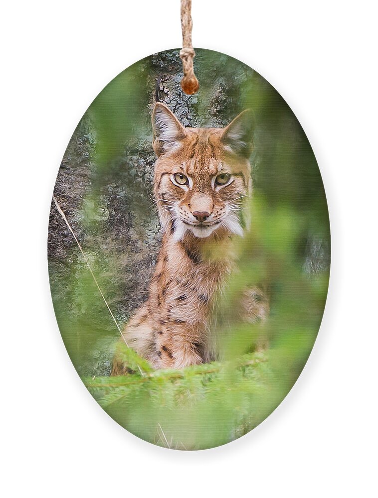 Eurasian Lynx Ornament featuring the photograph Eurasian lynx by Torbjorn Swenelius