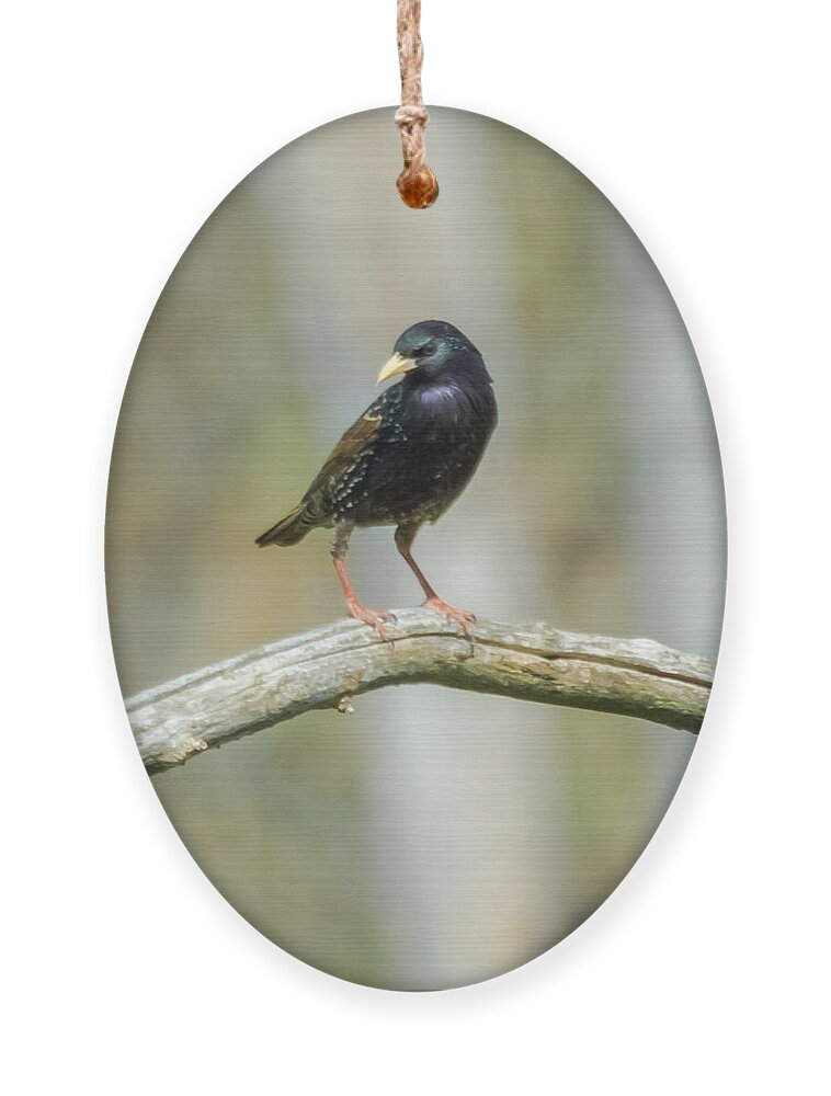 European Starling Ornament featuring the photograph European Starling by Holden The Moment