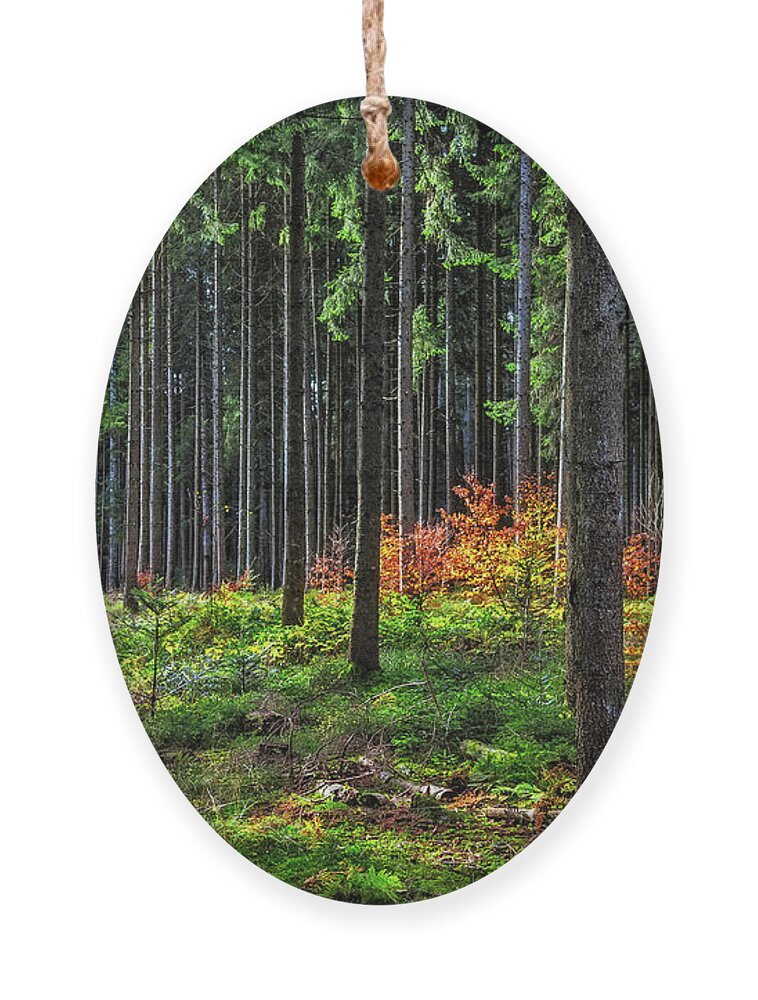 Black-forest Ornament featuring the photograph Evening light by Bernd Laeschke