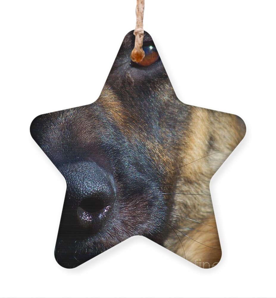 Dog Ornament featuring the photograph Eye of the Shepherd by Jai Johnson
