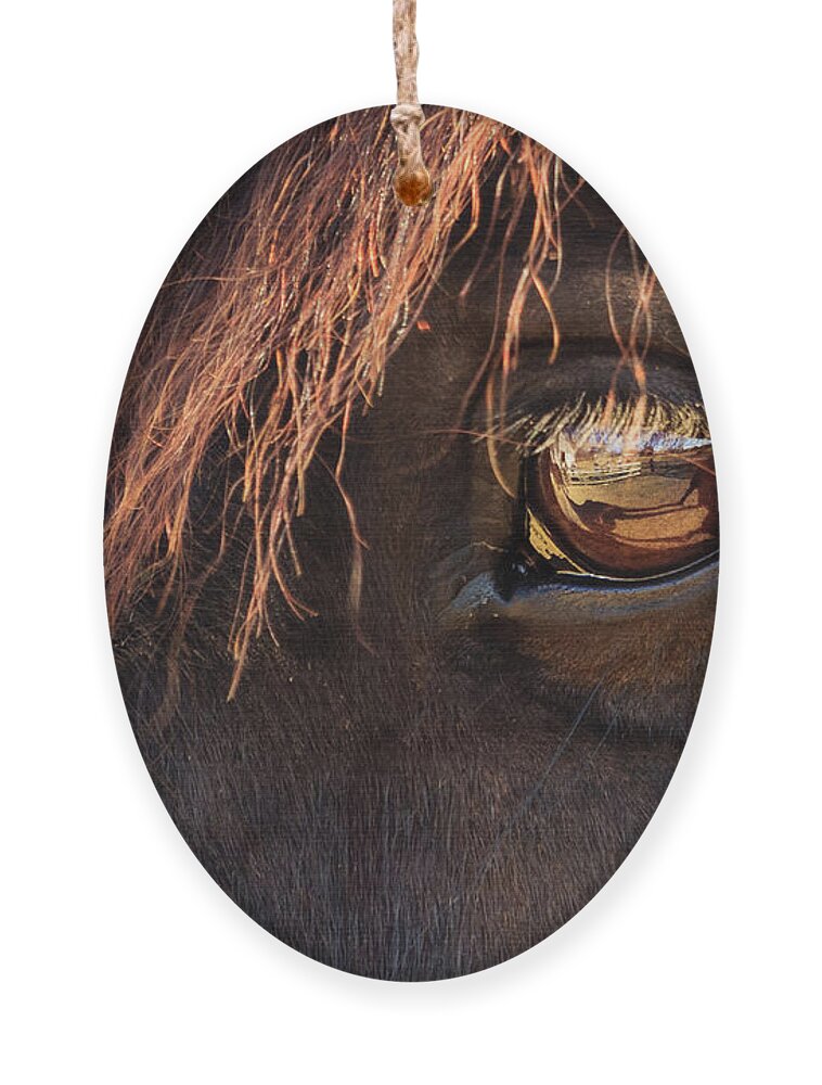 Danada Ornament featuring the photograph Eyeing the Reflection by Joni Eskridge