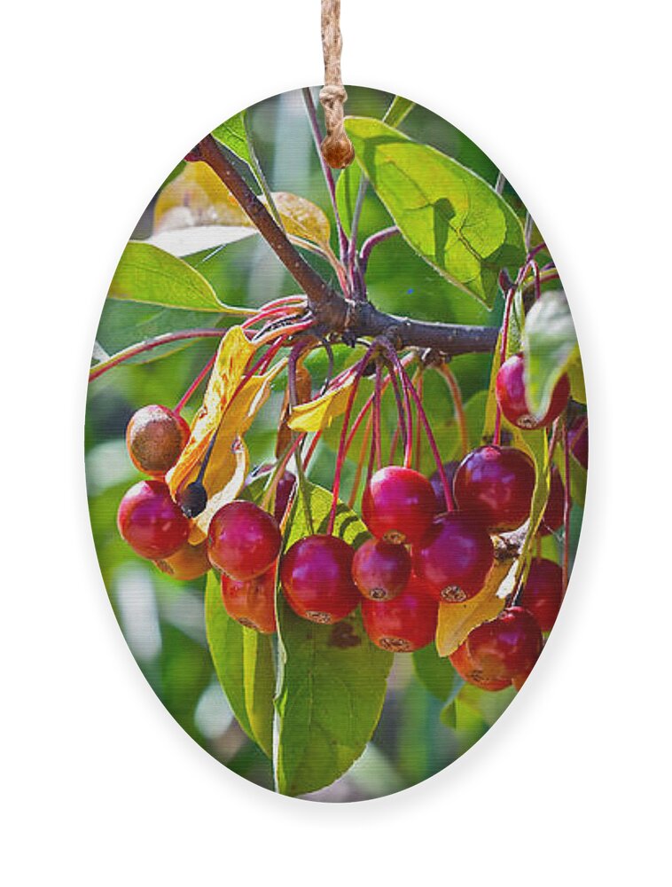 Crabapples Ornament featuring the photograph Fall Gardens Ornamental Crabapples by Janis Senungetuk