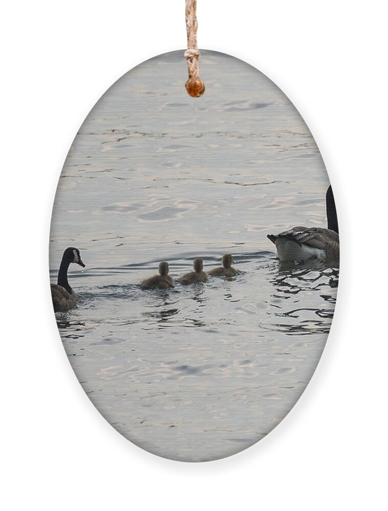 Goose Ornament featuring the photograph Family of Canada Geese on the Ohio River by Holden The Moment