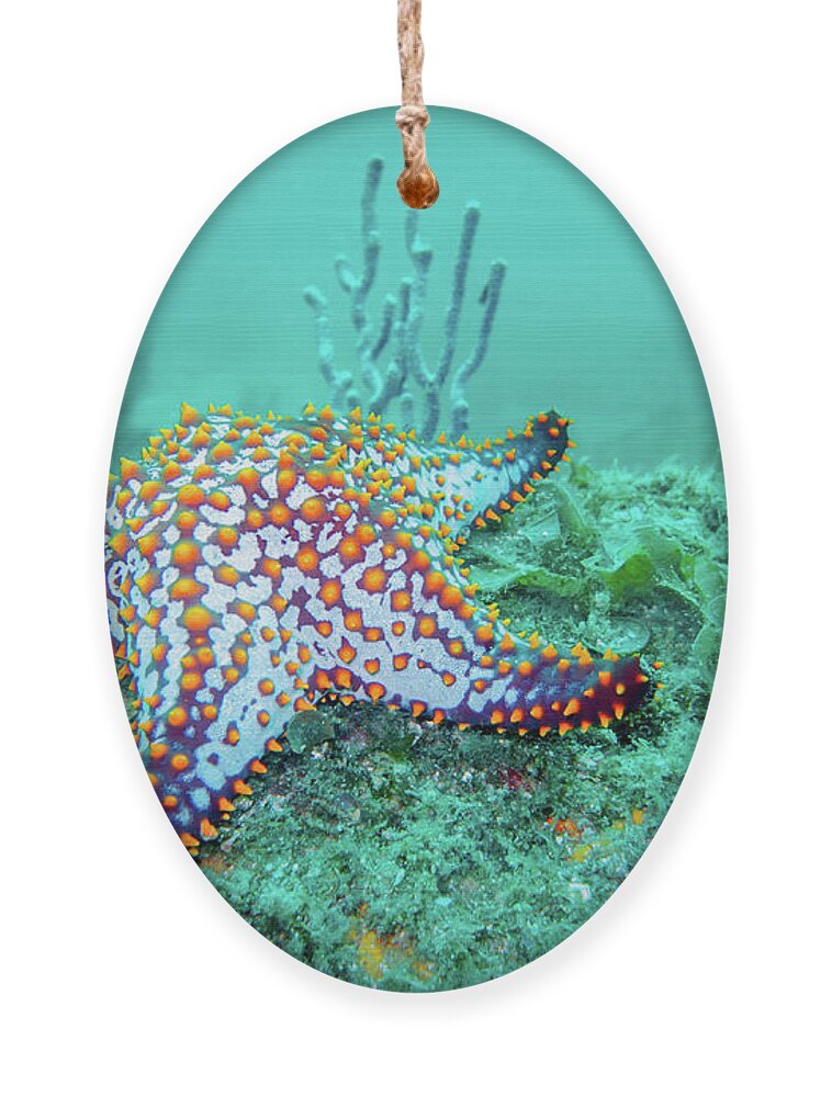 Coral Reef Ornament featuring the photograph Fat Sea Star by Becqi Sherman