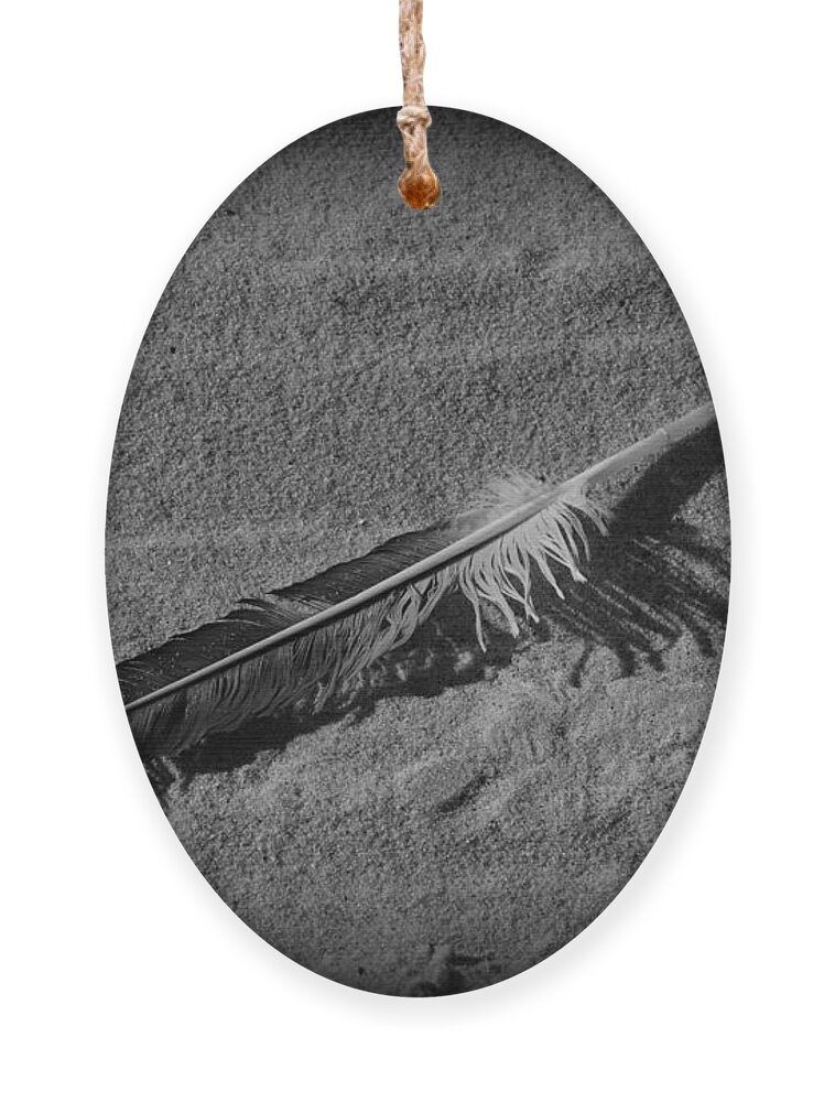 Paul Ward Ornament featuring the photograph Feather on the Sand by Paul Ward