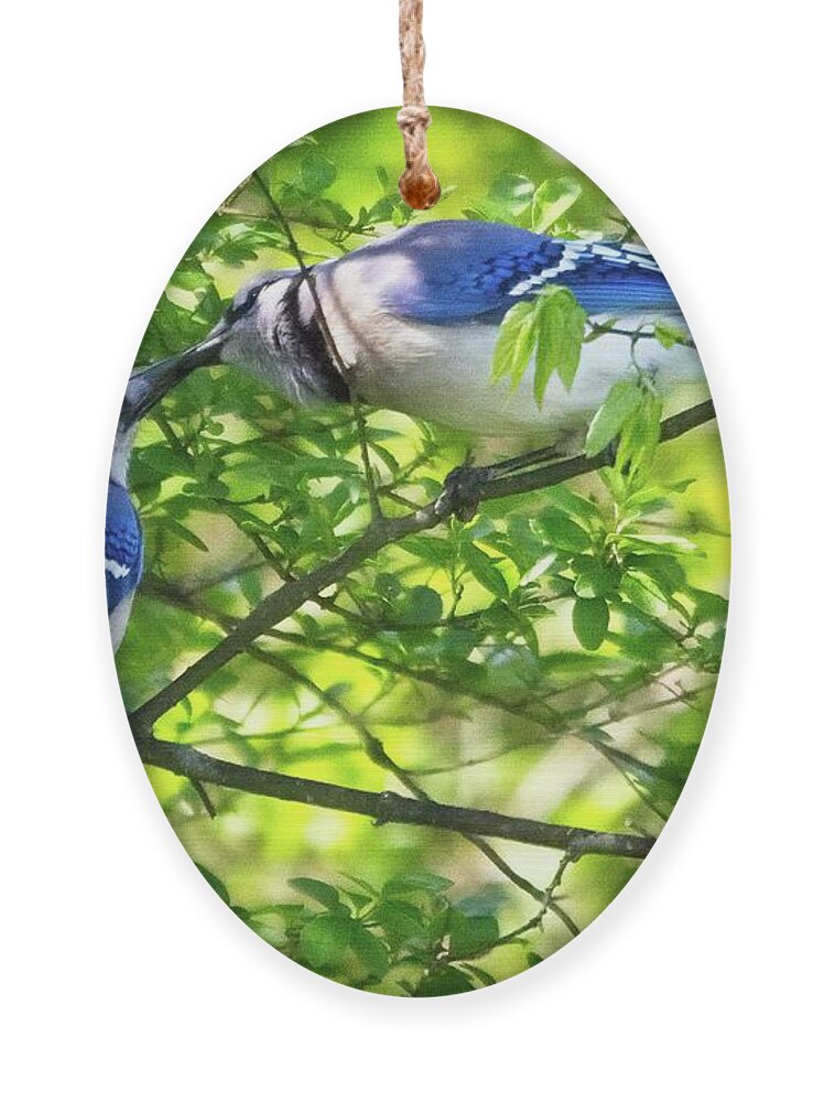 Wildlife Ornament featuring the photograph Feed Me Part 2 by John Benedict