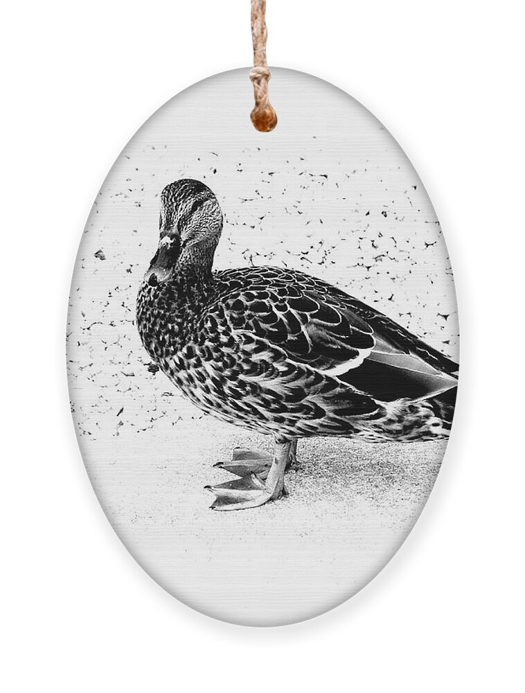 Mallard Duck Ornament featuring the photograph Female Mallard Duck in Black and White 1 by Angie Tirado