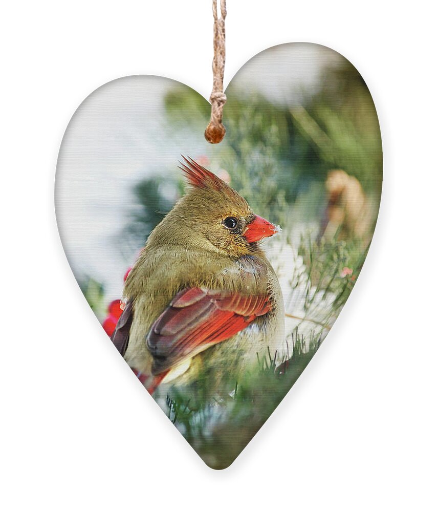 Cardinal Ornament featuring the photograph Female Northern Cardinal by Christina Rollo